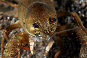 Crayfish-portrait by Veronika Matějková 